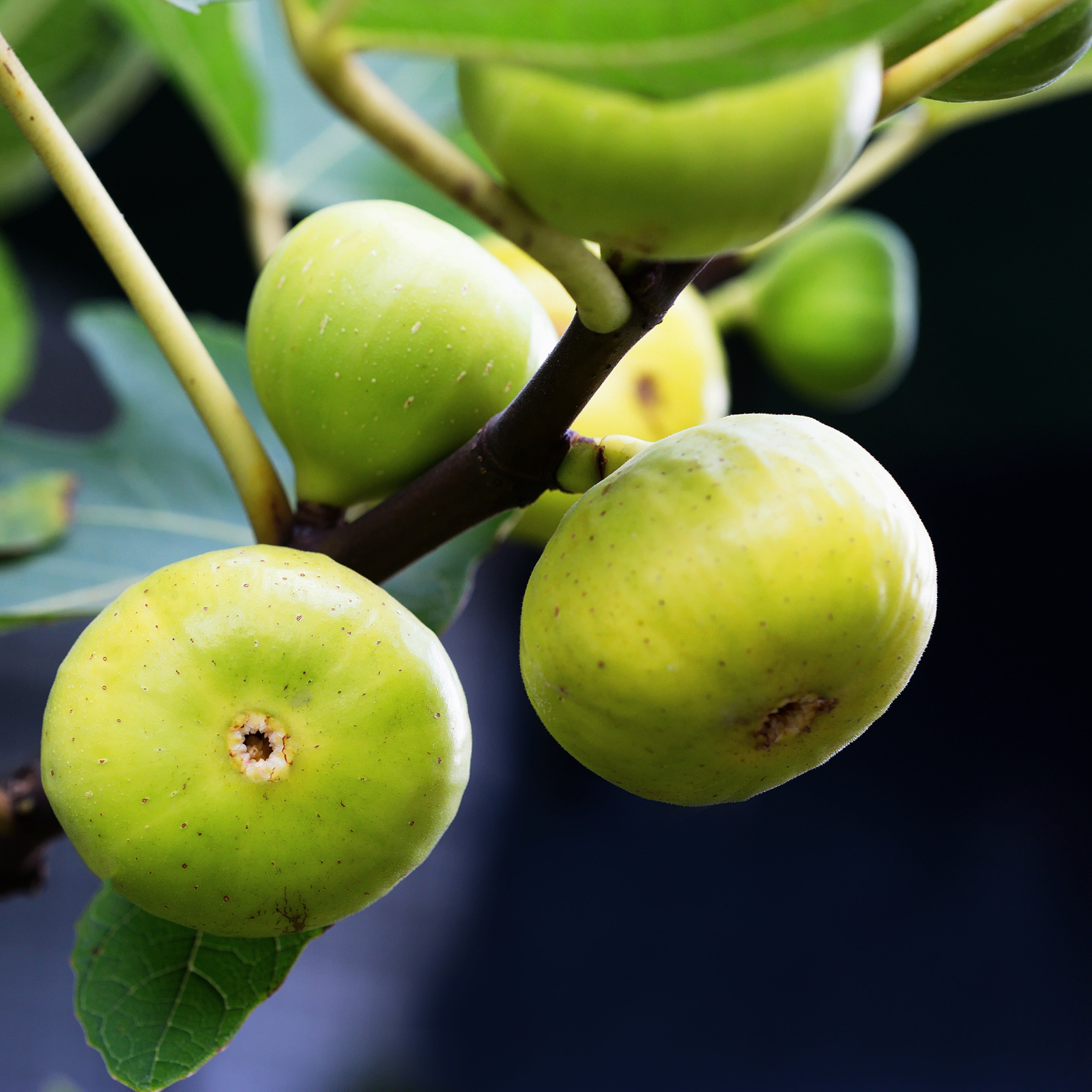 Green figs_Copyright by MongPro (shutterstock).jpg